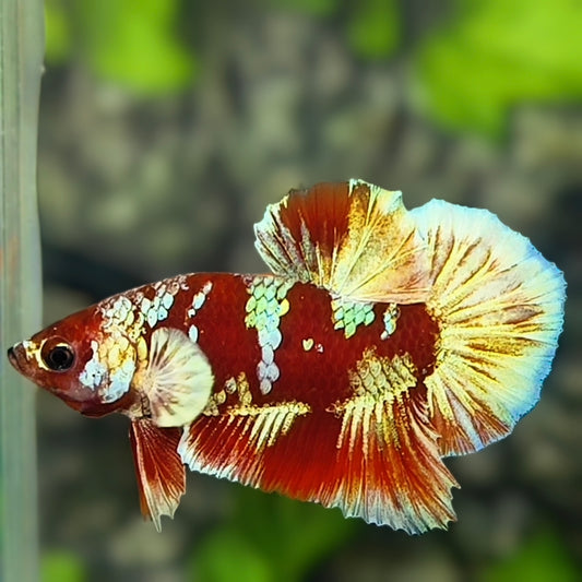 Red Barongsai Green Gold Galaxy HMPK Betta Fish Male