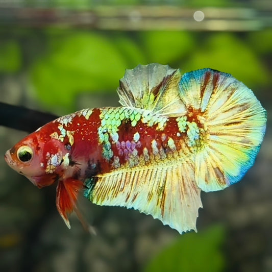 Red Barongsai Green Gold Galaxy HMPK Betta Fish Male