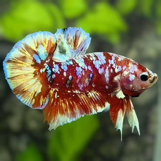 Red Barongsai Galaxy HMPK Betta Fish Male