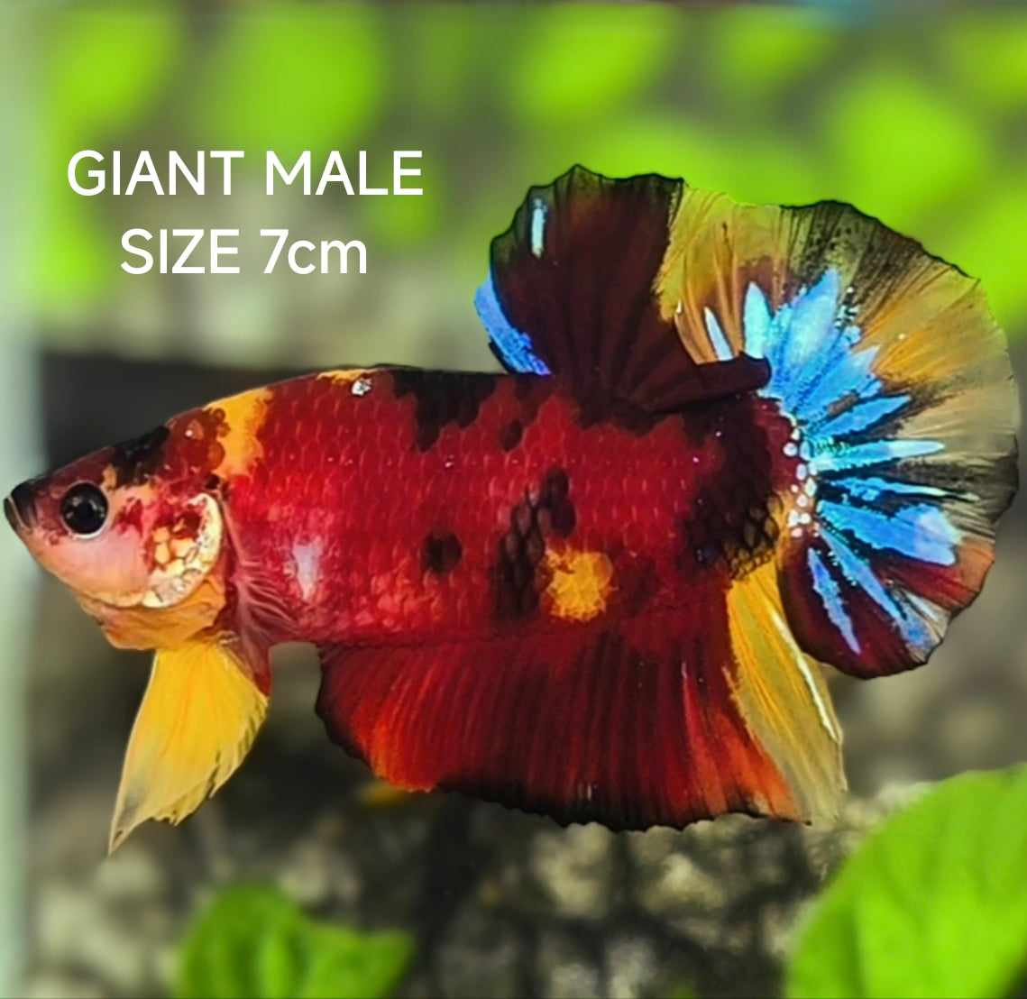 Multicolor Koi Tiger JUMBO GIANT HMPK Betta Fish Male