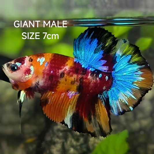 Multicolor Galaxy JUMBO GIANT HMPK Betta Fish Male