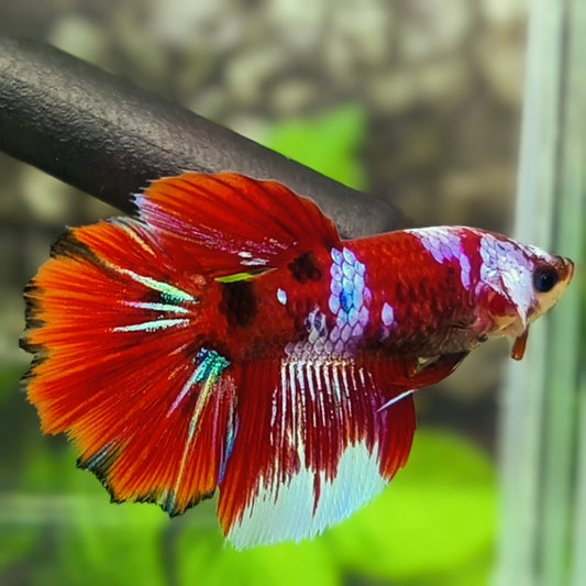 Red Koi Galaxy Huge Fin Halfmoon Betta Fish Female For Sorority / Breed
