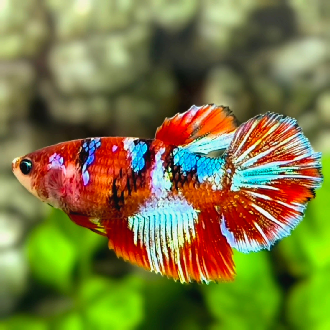Red Koi Galaxy Halfmoon Betta Fish Female For Sorority / Breed