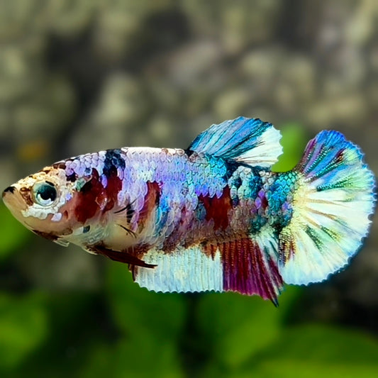 Multicolor Metalic HMPK Betta Fish Female For Sorority / Breed