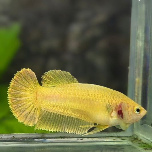 Solid Super Gold 24K HMPK Betta Fish Female For Sorority / Breed