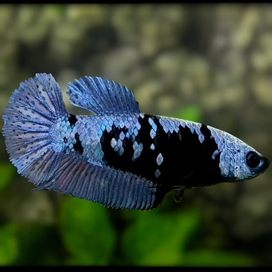 Avatar Grey HMPK Betta Fish Female For Sorority / Breed