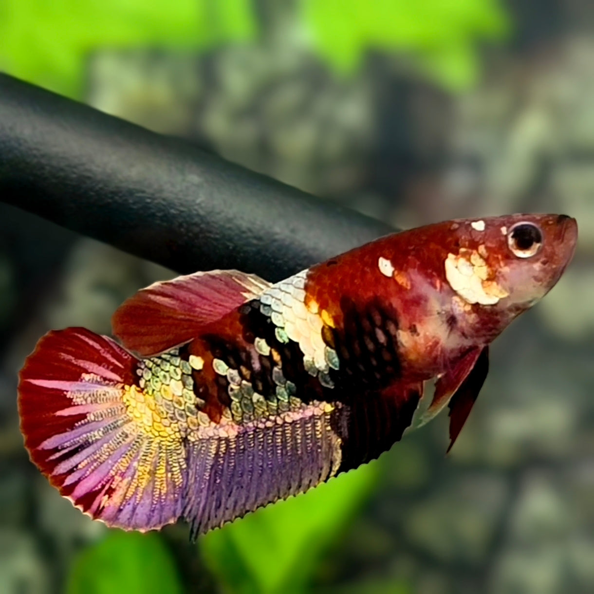 Red Tiger Koi Copper Purple Gold Galaxy HMPK Betta Fish Female For Sorority / Breed #RKC