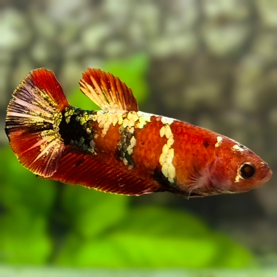 Red Koi Copper Gold Galaxy HMPK Betta Fish Female For Sorority / Breed #RKC