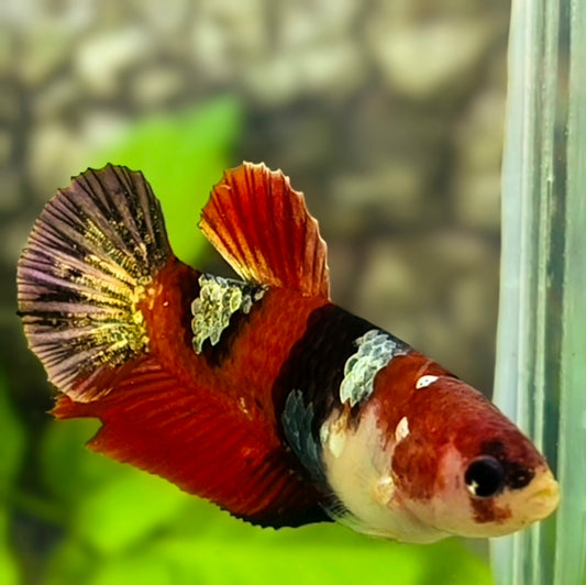 Red Tiger Koi Copper Gold Galaxy HMPK Betta Fish Female For Sorority / Breed #RKC
