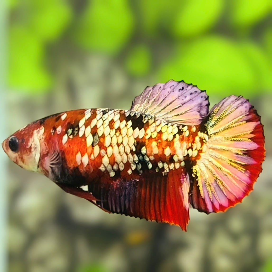 Red Tiger Koi Copper Gold Galaxy HMPK Betta Fish Female For Sorority / Breed #RKC