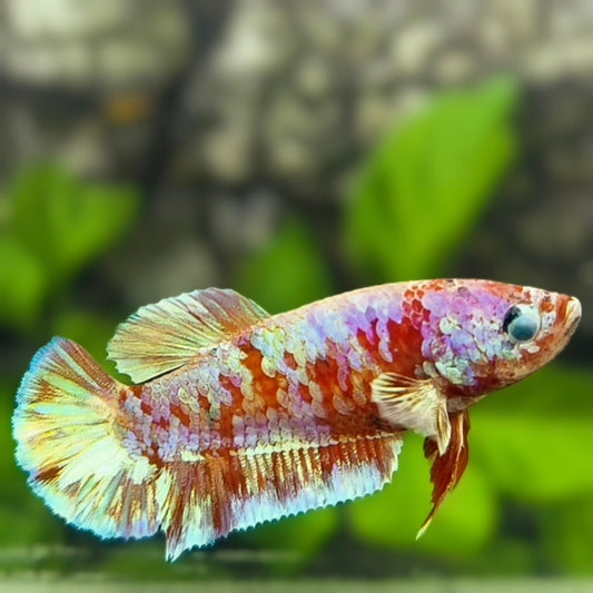 Red Barongsai Galaxy HMPK Betta Fish Female For Sorority / Breed