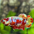 Red Barongsai Galaxy HMPK Betta Fish Female For Sorority / Breed