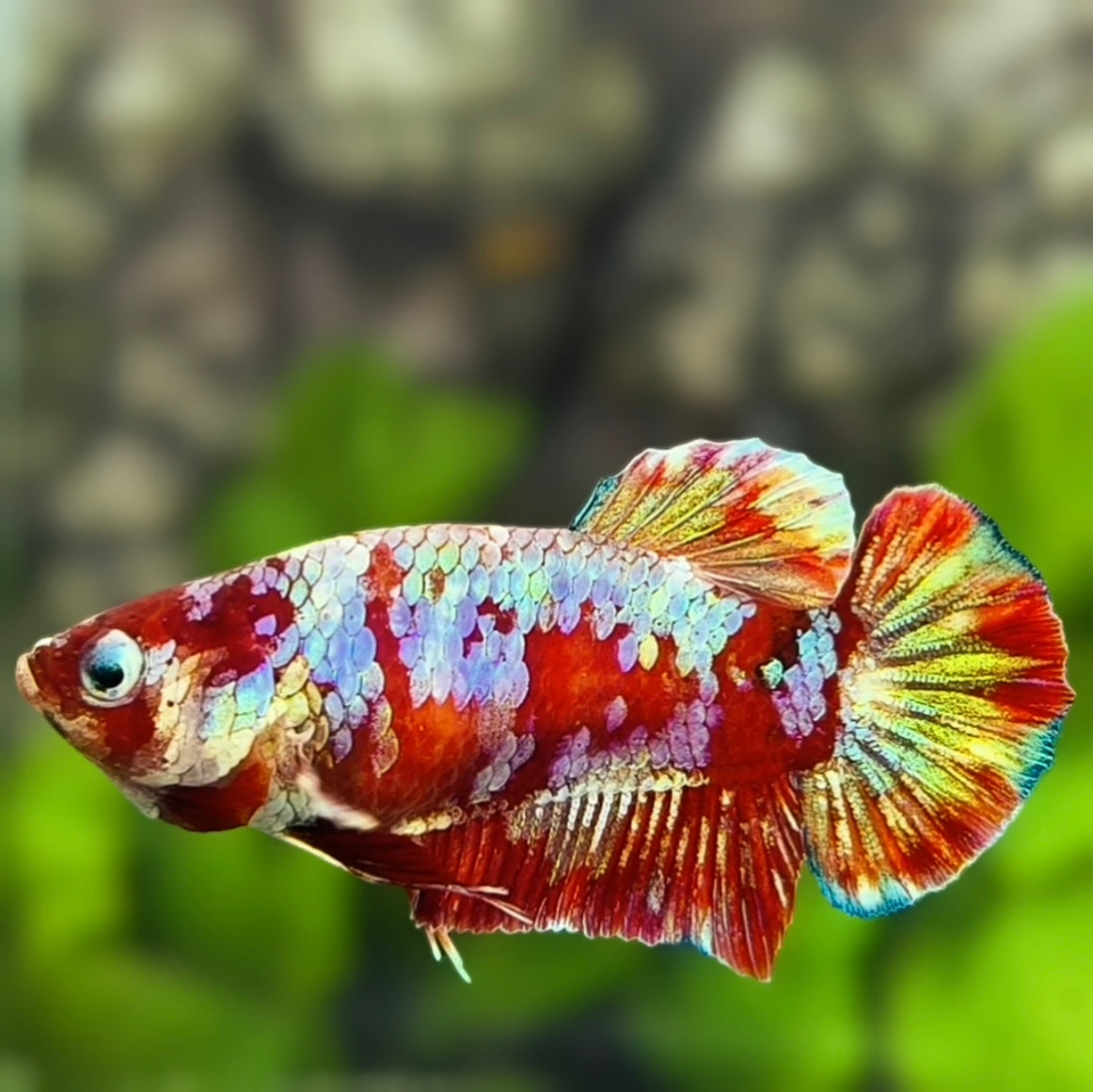 Red Barongsai Galaxy HMPK Betta Fish Female For Sorority / Breed