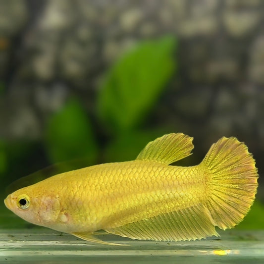 Solid Super Gold 24K HMPK Betta Fish Female For Sorority / Breed