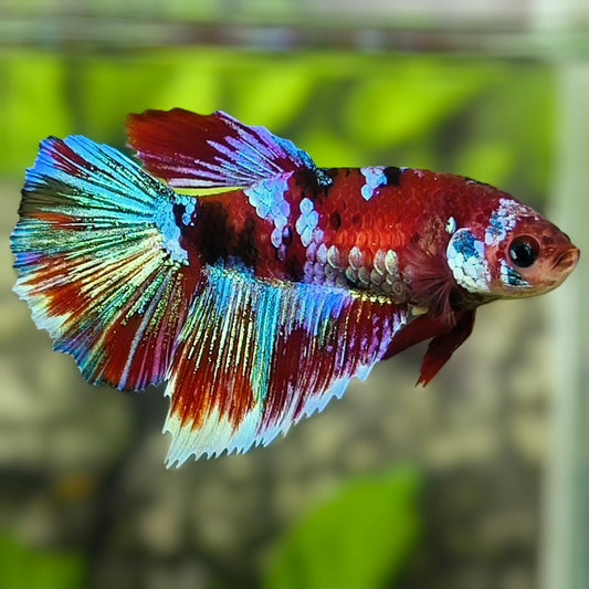 Multicolor Red Koi Galaxy Halfmoon Betta Fish Female For Sorority / Breed