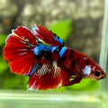 Red Tiger Koi Galaxy Halfmoon Betta Fish Female For Sorority / Breed