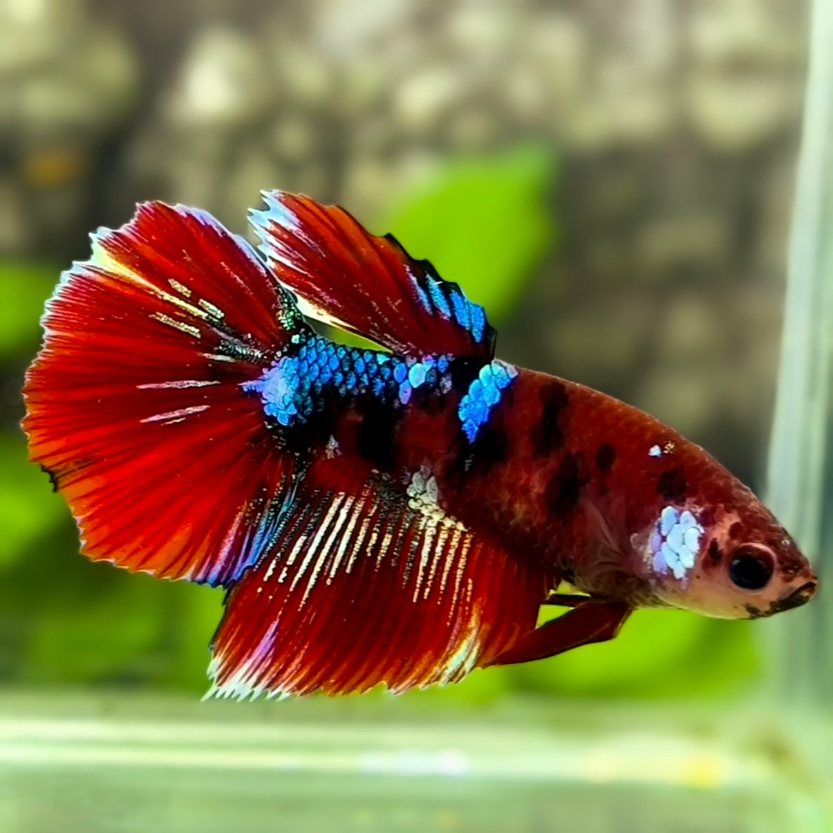 Red Tiger Koi Galaxy Halfmoon Betta Fish Female For Sorority / Breed