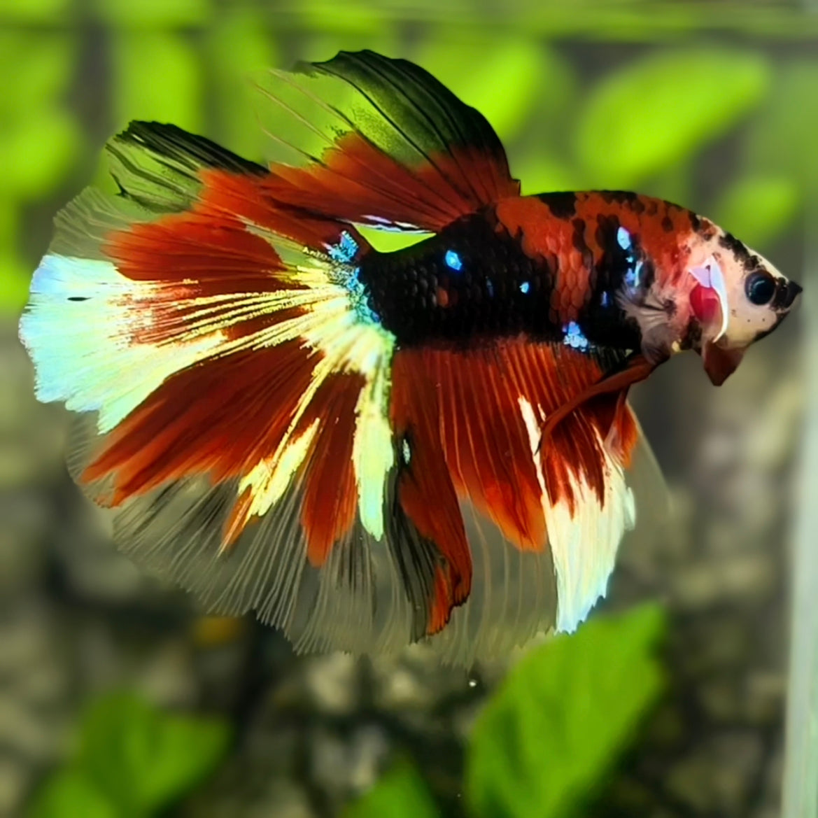 Red Koi Tiger Halfmoon Betta Fish Male #cs