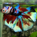 Multicolor Black Galaxy Koi Halfmoon Betta Fish Male