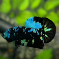Avatar Blackstar Turquoise HMPK Betta Fish Male