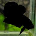 Solid Super Black HMPK Betta Fish Male