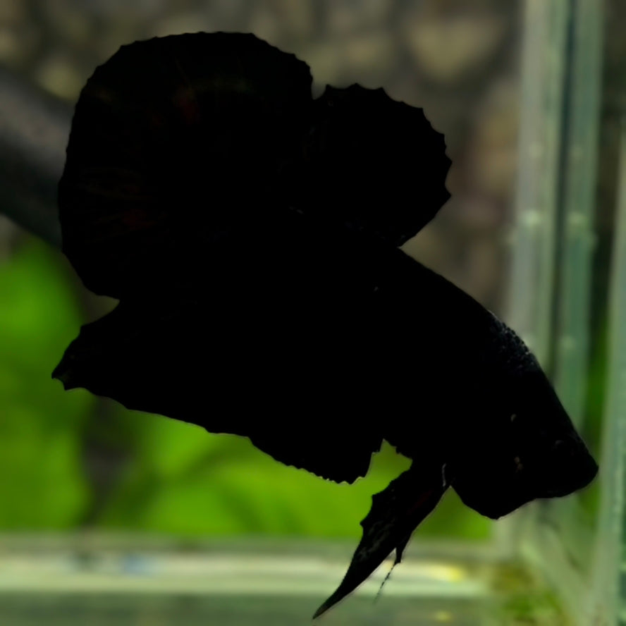 Solid Super Black HMPK Betta Fish Male