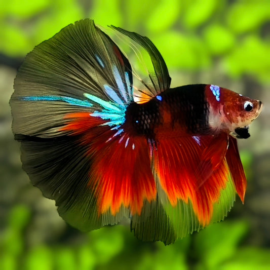 Red Koi Tiger Halfmoon Betta Fish Male