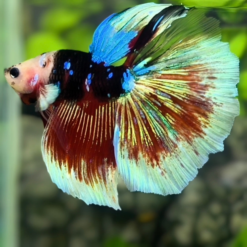 Multicolor Black Galaxy Koi Halfmoon Betta Fish Male