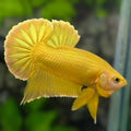 Solid Super Gold 24K Over HMPK Betta Fish Male