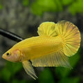 Solid Super Gold 24K Over HMPK Betta Fish Male