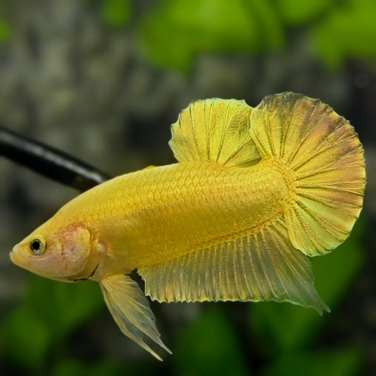 Solid Super Gold 24K Over HMPK Betta Fish Male