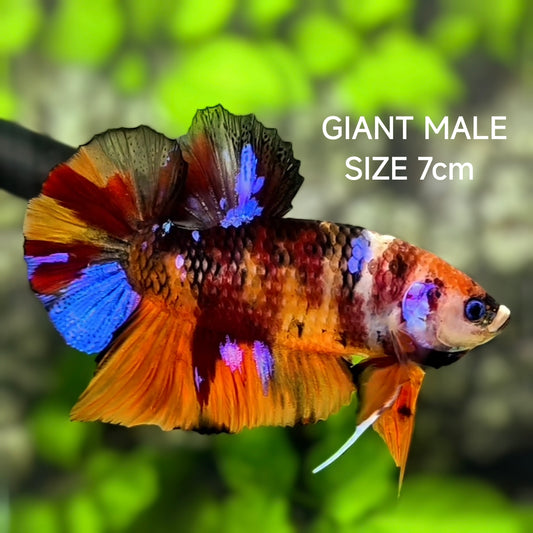Multicolor Candy Galaxy JUMBO GIANT HMPK Betta Fish Male