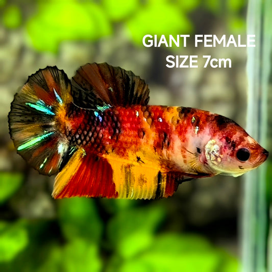 Koi Candy Tiger JUMBO GIANT HMPK Betta Fish Female
