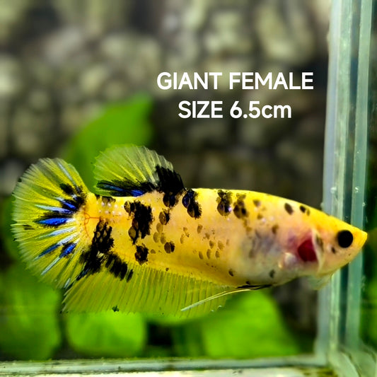 Yellow Koi Tiger JUMBO GIANT HMPK Betta Fish Female