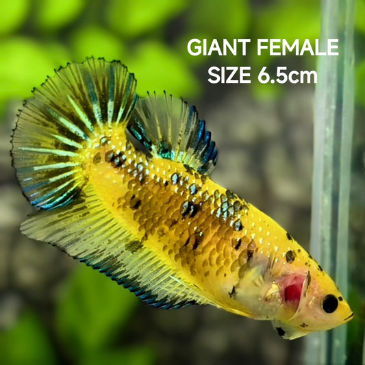Yellow Koi Metalic Fancy JUMBO GIANT HMPK Betta Fish Female