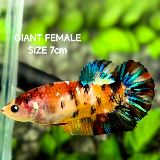 Multicolor Tiger Galaxy JUMBO GIANT HMPK Betta Fish Female