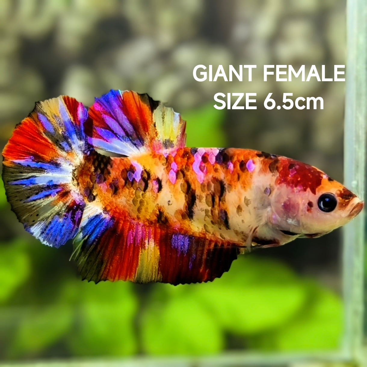 Multicolor Candy Galaxy JUMBO GIANT HMPK Betta Fish Female