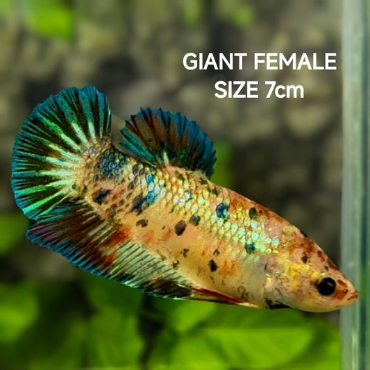 Green Metalic Fancy JUMBO GIANT HMPK Betta Fish Female