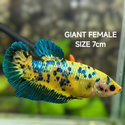 Yellow Turquoise Marble JUMBO GIANT HMPK Betta Fish Female