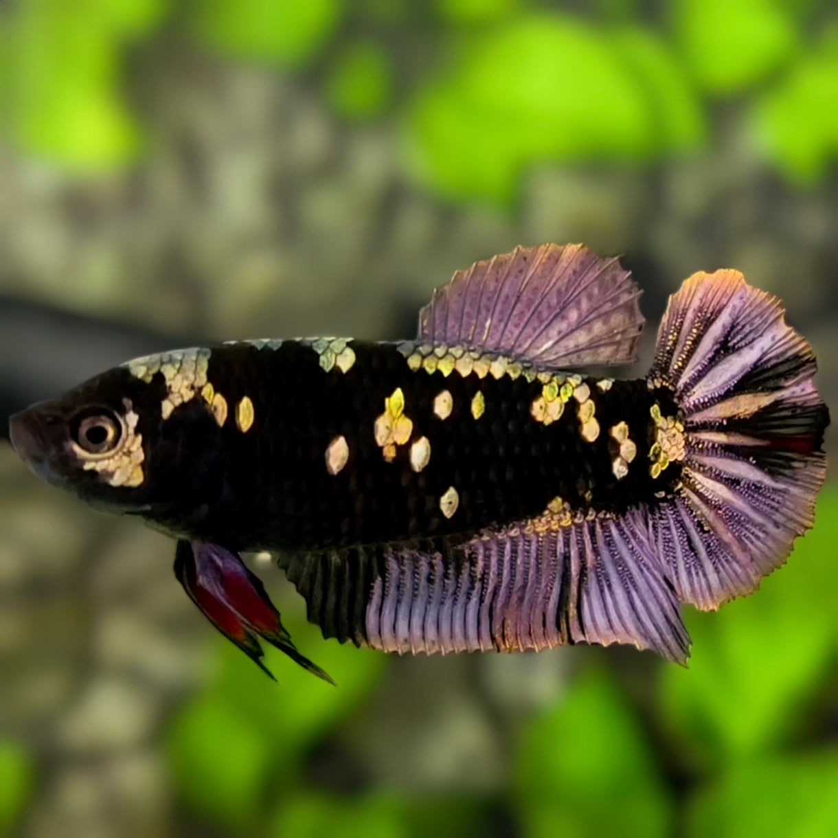 Avatar Copper Purple Gold HMPK Betta Fish Female For Sorority / Breed