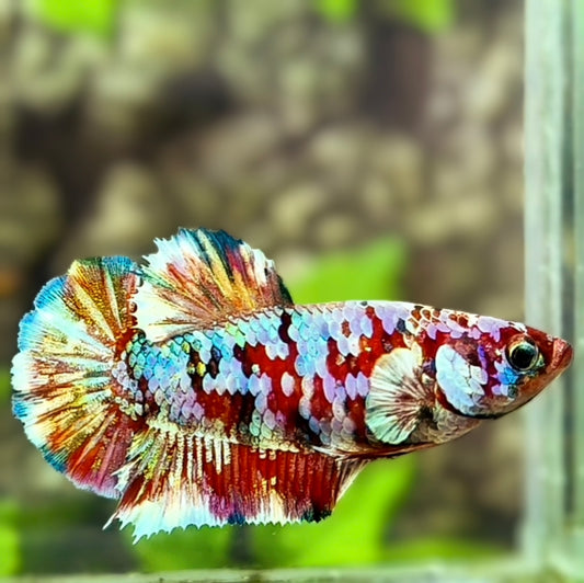 Red Barongsai HMPK Betta Fish Female For Sorority / Breed