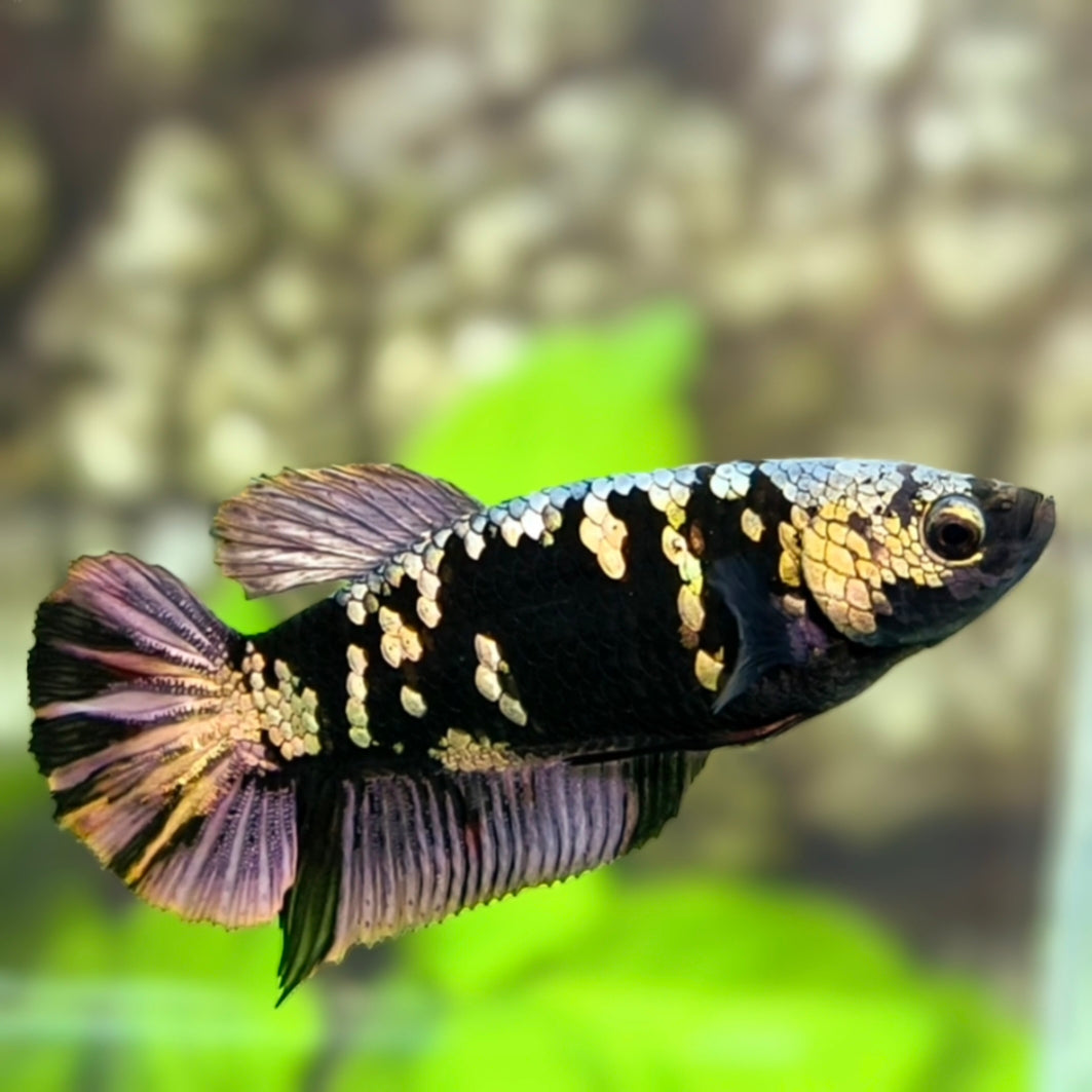 Avatar Copper Purple Gold HMPK Betta Fish Female For Sorority / Breed