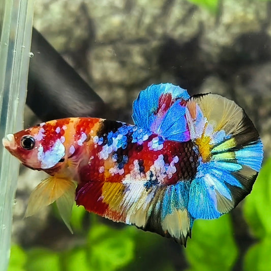 Multicolor Galaxy Over HMPK Betta Fish Male