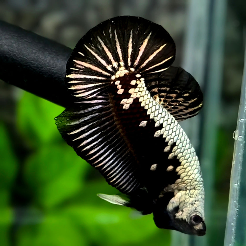 Black Samurai Over HMPK Betta Fish Male
