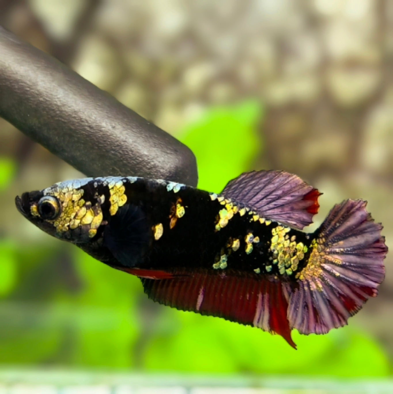 Avatar Copper Red Purple Gold HMPK Betta Fish Female For Sorority / Breed