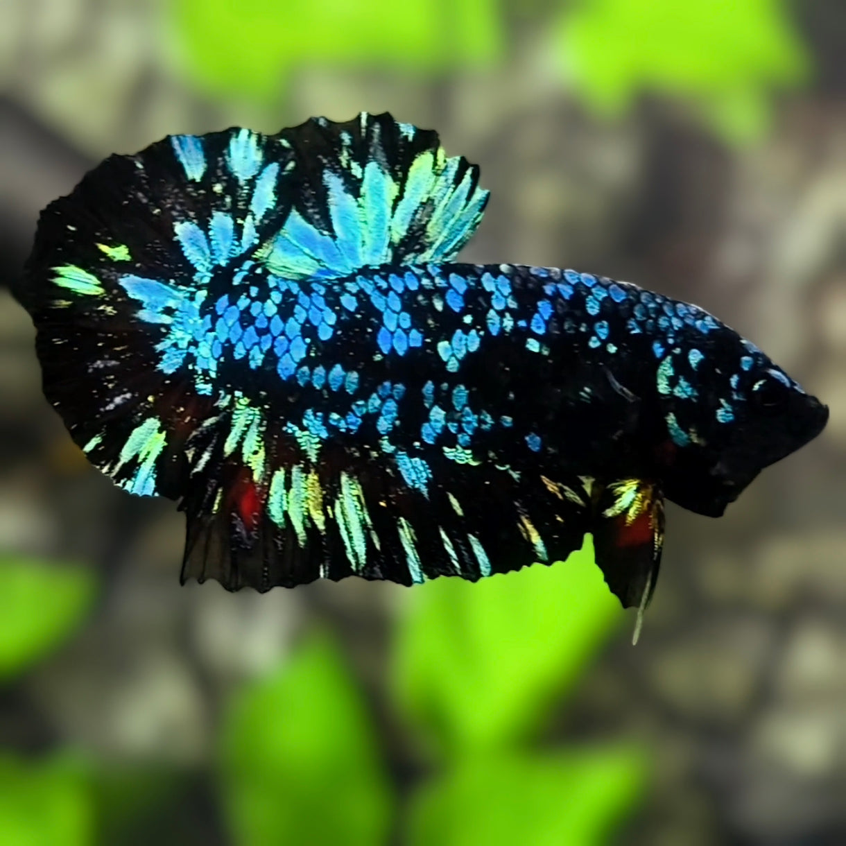 Avatar Nebula HMPK Betta Fish Male