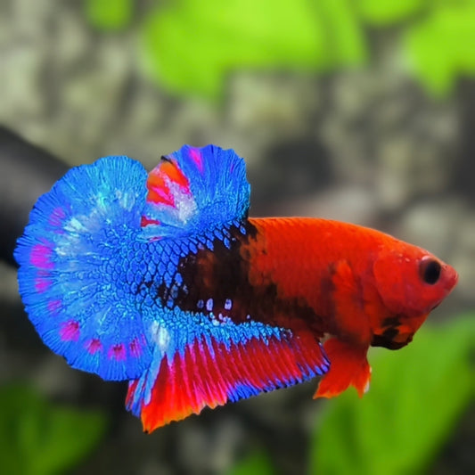 Red Hellboy Blue Tail Over HMPK Betta Fish Male