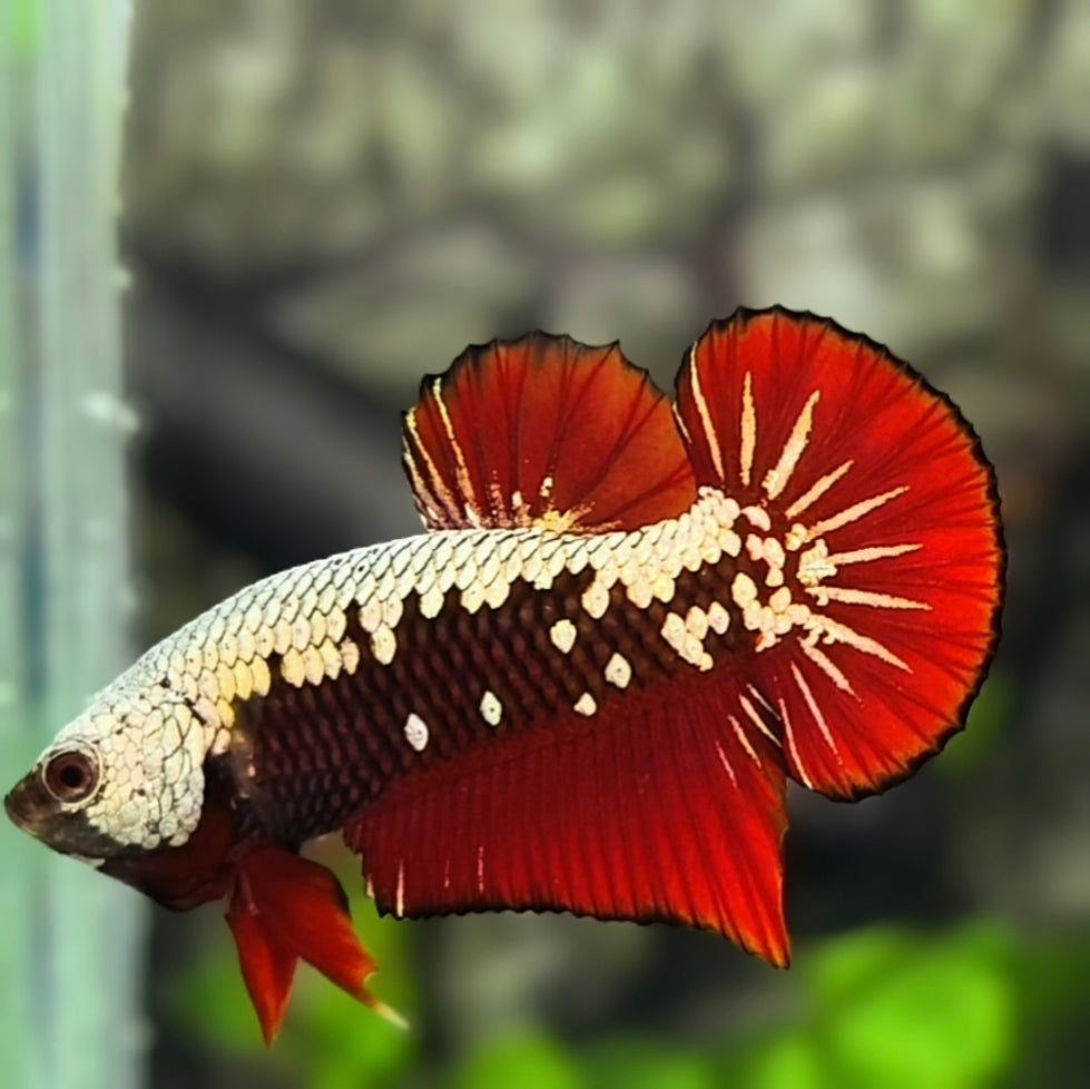 Red Samurai HMPK Betta Fish Male