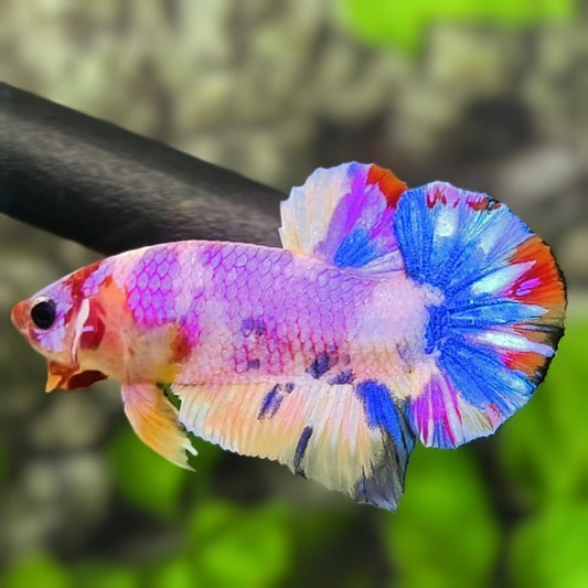 Multicolor Purple Pink Candy HMPK Betta Fish Male