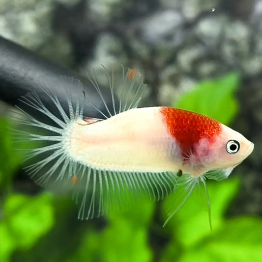 Red Tancho Koi HMPK Betta Fish Male